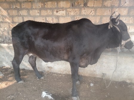 ગાય વેચવાની છે