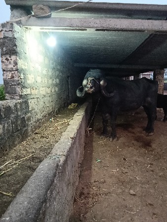 थंबनेल 3