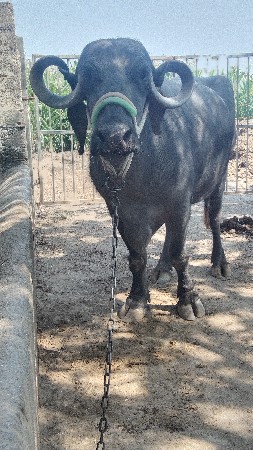 ભેંશ વેચવાની છે