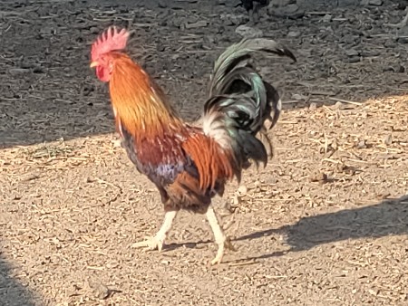 દેશી મુર્ઘો