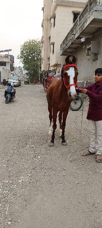 ઘોડી વેચવાનીછે