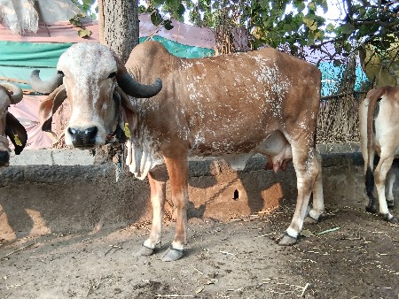 થંબનેલ 3