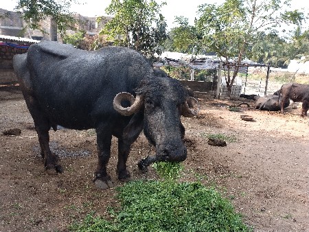 3વેતર ........1...લાખ. 10 હજાર k