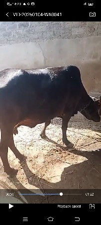 શંકર જર્સી