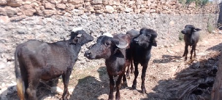 थंबनेल 2