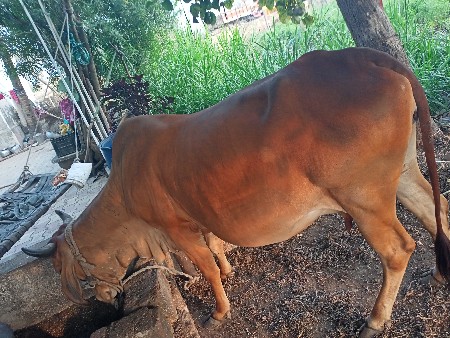 थंबनेल 3