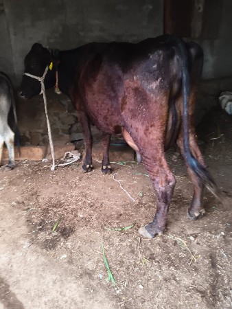 ગાય વેચવાની છે