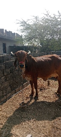 ગાય વેચવાની છે