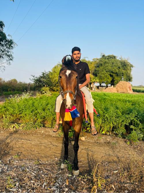 ઘીડી વેસવાની સે વસેરી ઘોડી સે ૪વરસ7મહીનાનીસે ૩૫રેવહાલે સે