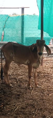 थंबनेल 3