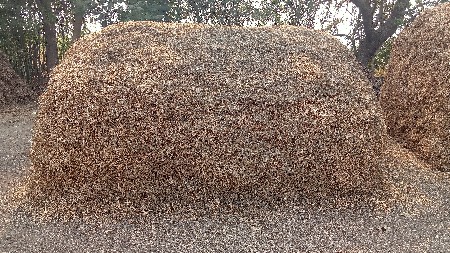 પાલો વેચવાનો છે જીવીશ નો