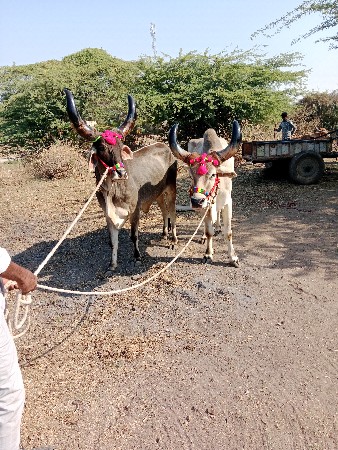 થંબનેલ 2