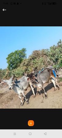 ગોથલા સાવ સોજા છે