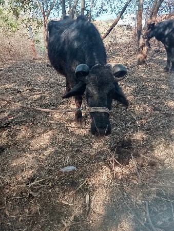 ભેંસ.વેચવાનીસે