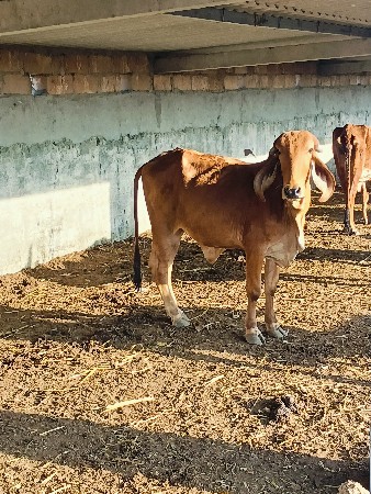 દેવાત ભાઈ ચાનપા