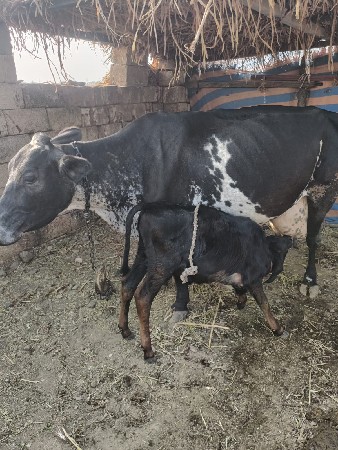 થંબનેલ 2