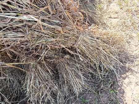 જુવાર નો ચારો