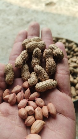 128 કોરી મગફળી