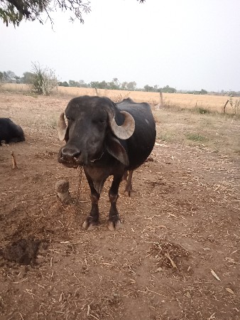 આ ભેસ વેચવાની છે બીજું વેતર છે