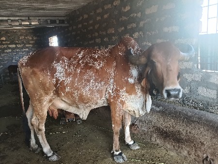 ગાય વેચવાની છે