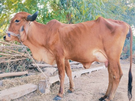 थंबनेल 3