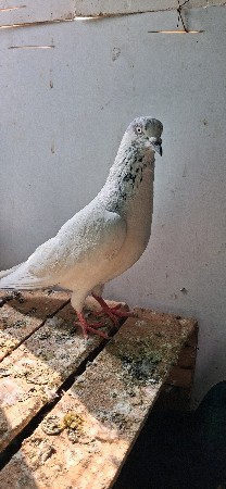 કબૂતર વેચવાના છે