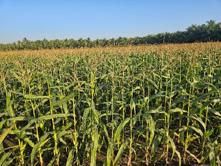 અમેરિકા મકાઈનો સારો વેચવાનો છે