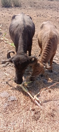 थंबनेल 2