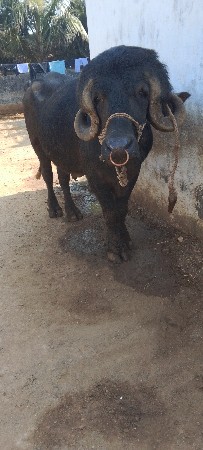 થંબનેલ 2