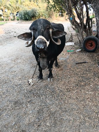 ભેંશ વેચવાની છે બીજુ વેતર વ્યાસે છે