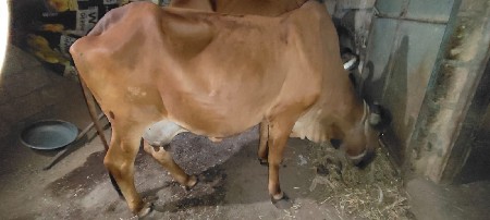 ગાય વેચવાની છે