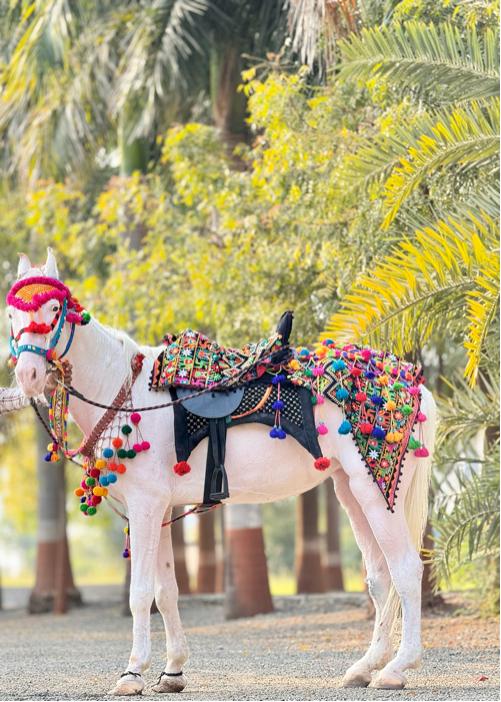 થંબનેલ 3