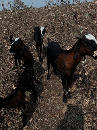 સવુદ દુજણા છ પાઠડાછે