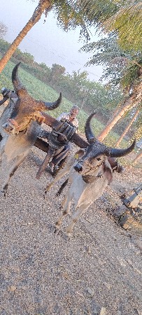 8200252082./9978232533