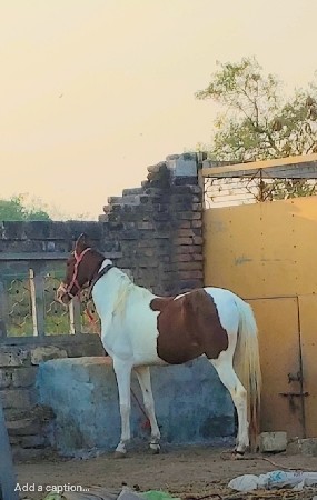 थंबनेल 3