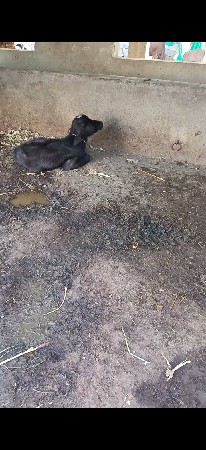 થંબનેલ 3