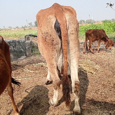 થંબનેલ 3