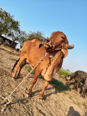 ગાય અને હોડકી વેચવાની છે..