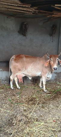 थंबनेल 3