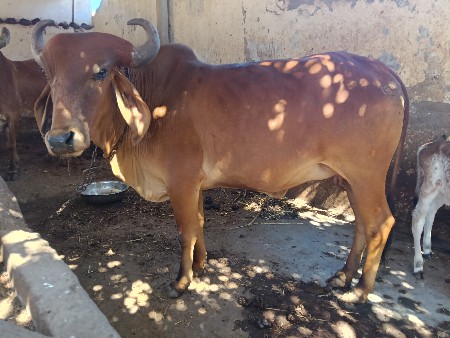 थंबनेल 3