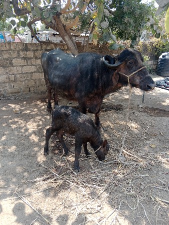 थंबनेल 2