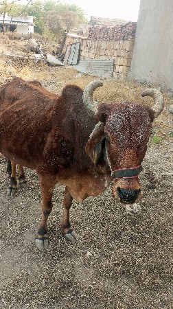 થંબનેલ 2