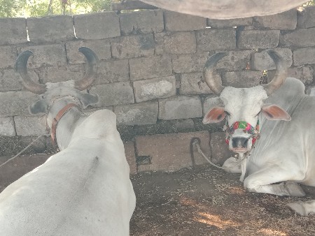 બળદ વેચવાના છે બે વાવણી વાવેલા