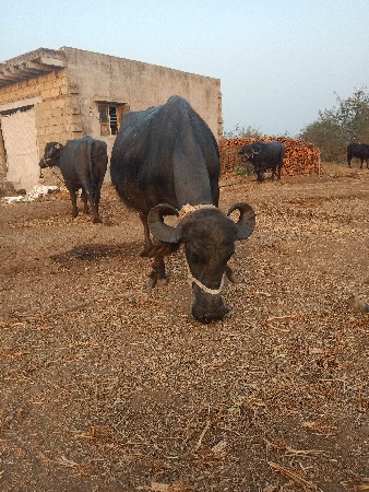 थंबनेल 2