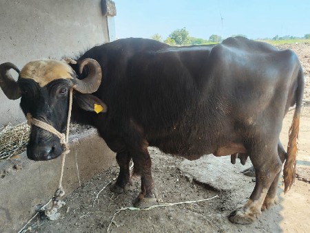 થંબનેલ 2