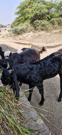 थंबनेल 2