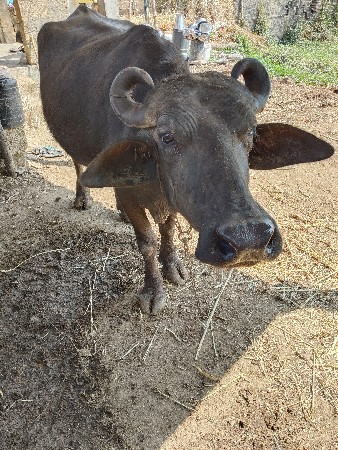 ખડેલી વેચવાની છે ત્રણ ચાર દિન કાચી