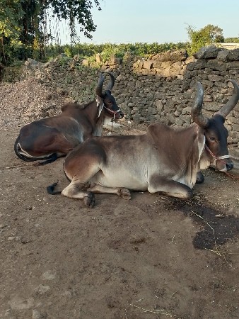 બળદ વેચવાના છે