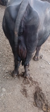 थंबनेल 3