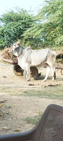 વેશવાનોછે